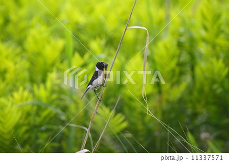 ノビタキ雄(Stonechat) in 北海道 ノビタキ雄(Stonechat) in 北海道 11337571