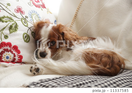 起こさないの~! 起こさないの~! 11337585