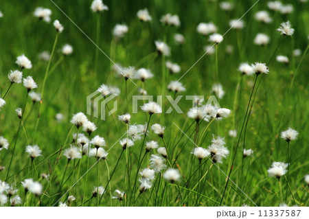 ワタスゲ 11337587