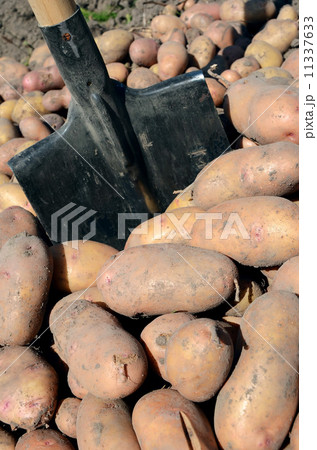 harvest of potato harvest of potato 11337633