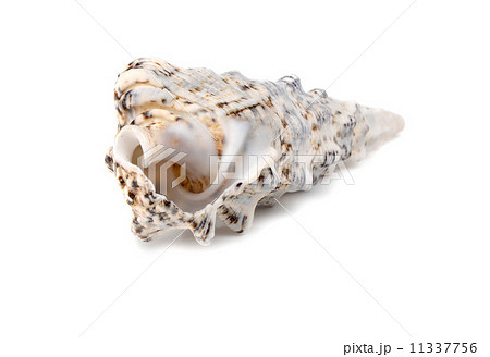 marine cockleshell 11337756