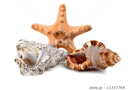 marine cockleshell marine cockleshell 11337769