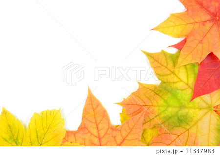 autumn leaves 11337983