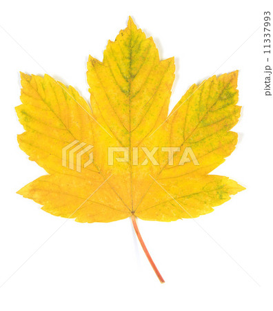 autumn leaves autumn leaves 11337993