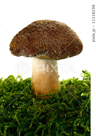 mushroom mushroom 11338298
