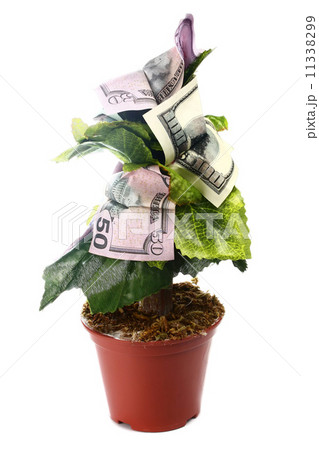 money tree money tree 11338299