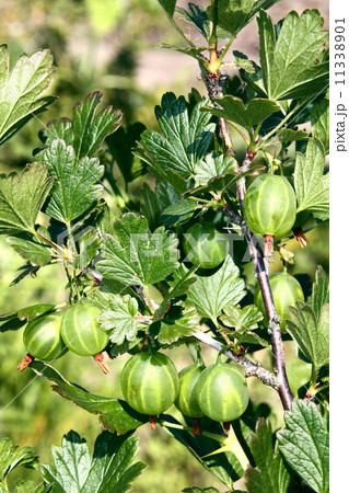 gooseberry growing on bush 11338901