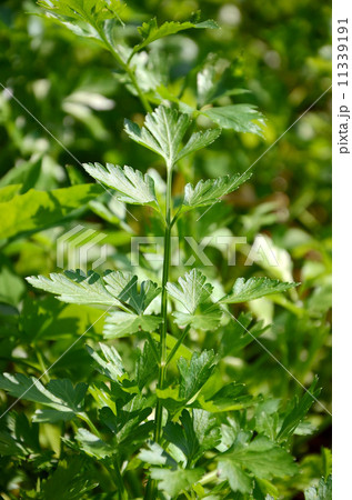 parsley on vegetable garden 11339191