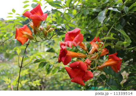 アメリカノウゼンカズラ 11339514