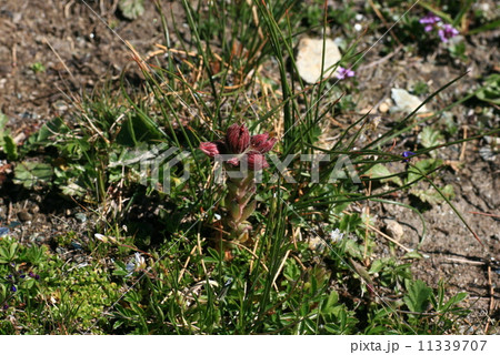 スイスの高山植物　クモノスバンダイソウ 11339707
