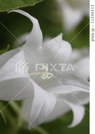 カンパニュラ 11340313