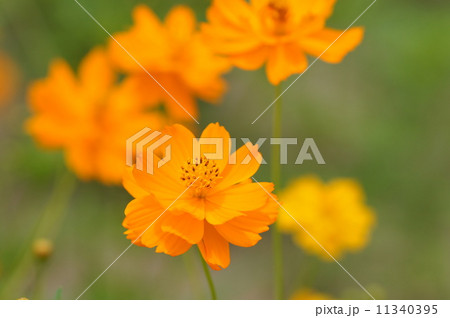 キバナコスモス キバナコスモス 11340395