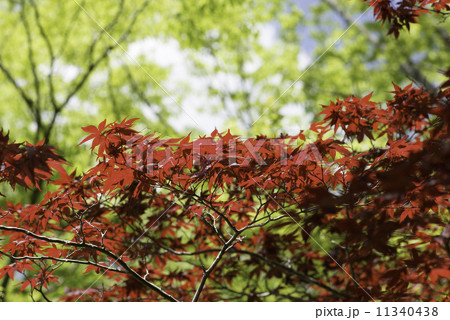 もみじ 11340438