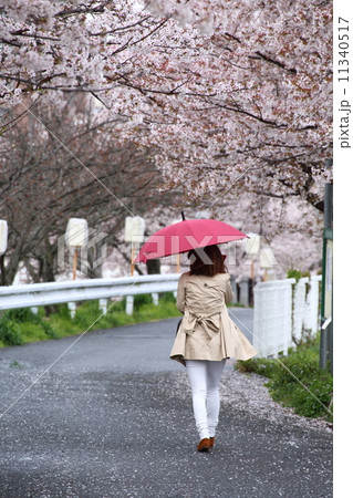 雨の桜並木 11340517