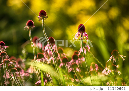 Purple coneflower also known as Echinacea purpurea 11340691