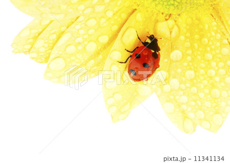 ladybug on yellow flower ladybug on yellow flower 11341134