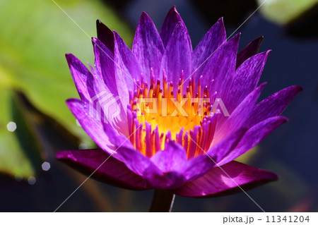 Purple Water Lily 11341204
