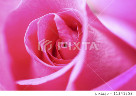 pink rose pink rose 11341258