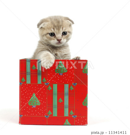 cat in gift box cat in gift box 11341411