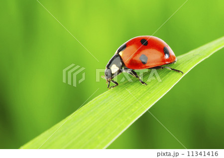 ladybug on grass ladybug on grass 11341416