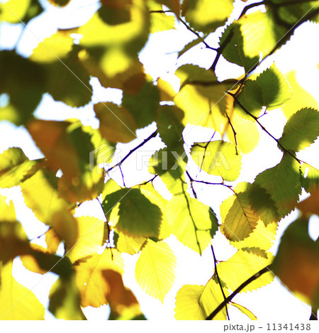 autumn leaves close up 11341438
