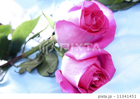 pink rose pink rose 11341451