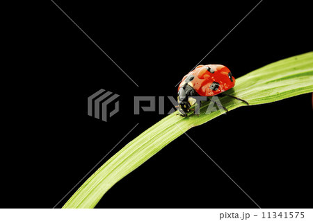 ladybug isolated on black ladybug isolated on black 11341575