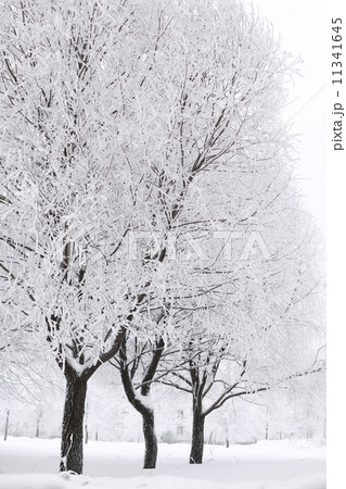 winter trees winter trees 11341645