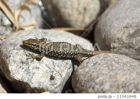 lizard lizard 11341646