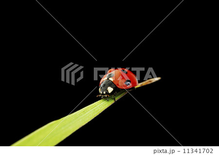 ladybug isolated on black 11341702