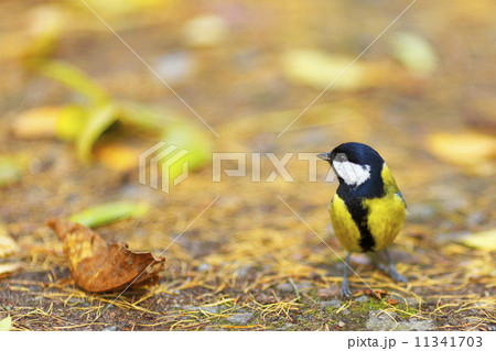 chickadee bird chickadee bird 11341703