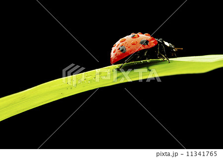ladybug isolated on black ladybug isolated on black 11341765