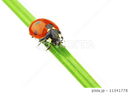 ladybug on grass ladybug on grass 11341778