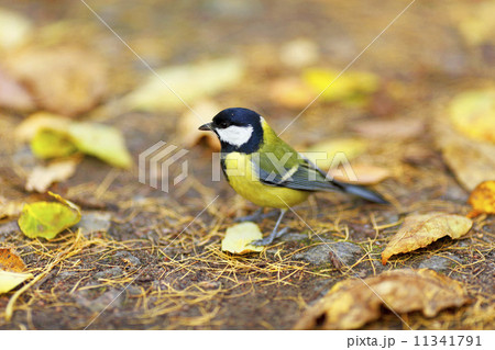 chickadee bird 11341791