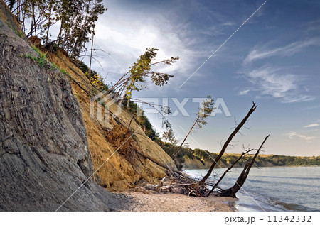 Sliding down cliff on Black Sea coast with falling pine trees. Obzor beach, Bulgaria. 11342332