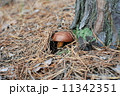 mushroom hiding 11342351