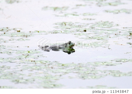 ウシガエル 11343847