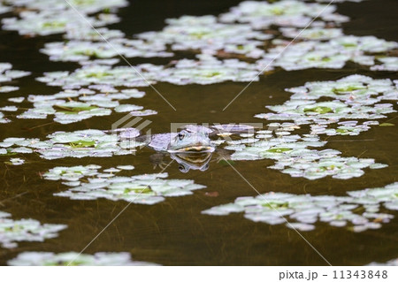 ウシガエル 11343848