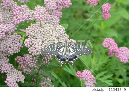 アゲハチョウ アゲハチョウ 11343849