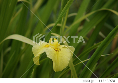 花菖蒲　愛知の輝 11343978
