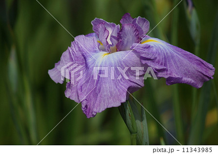 花菖蒲　御所遊 11343985