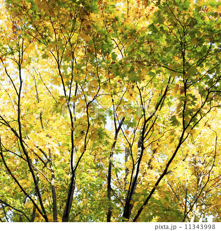 autumn leaves close up autumn leaves close up 11343998