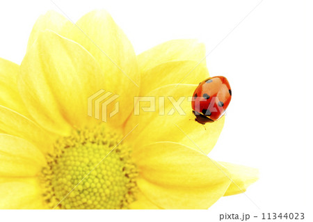 ladybug on yellow flower ladybug on yellow flower 11344023