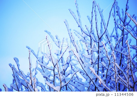 pine forest 11344506