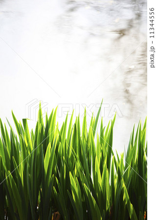 grass grass 11344556