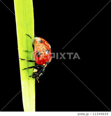 ladybug isolated on black ladybug isolated on black 11344639
