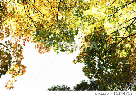 autumn leaves close up autumn leaves close up 11344715