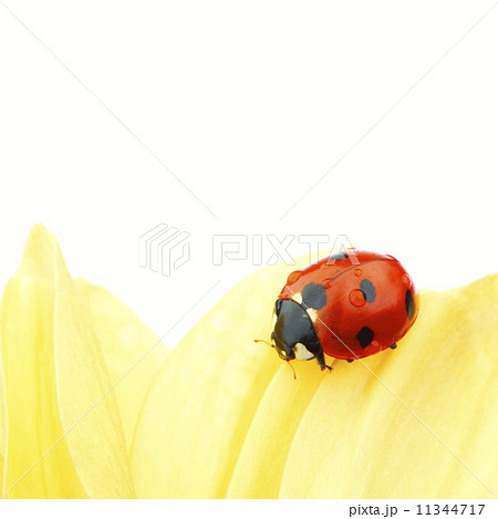 ladybug on yellow flower ladybug on yellow flower 11344717