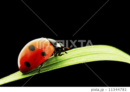ladybug isolated on black 11344781