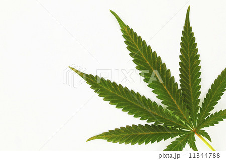 cannabis leaf 11344788